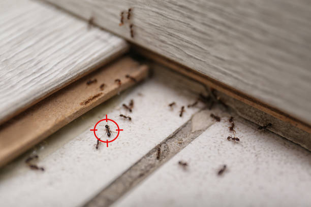 Best Commercial Pest Control Services  in Deale, MD