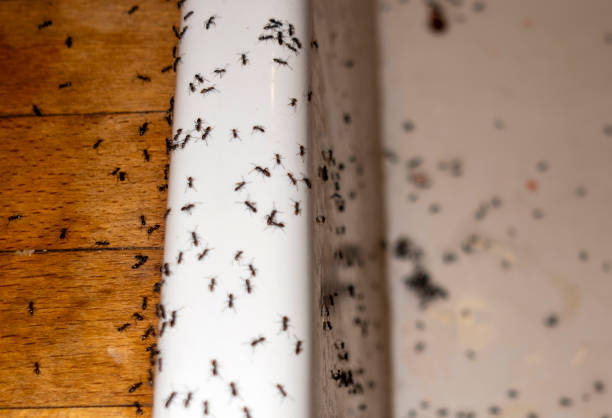 Best Spider Control Near Me  in Deale, MD