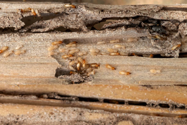 Best Pest Control for Restaurants  in Deale, MD